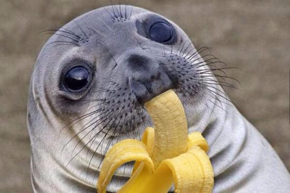 Banana Seal (590x393 34kb)